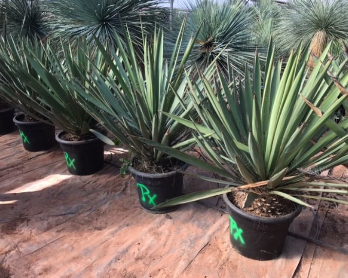 Yucca faxoniana